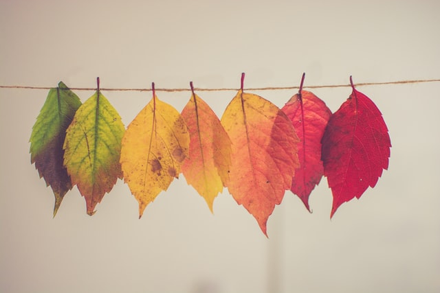 Changing leaves on a clothesline
